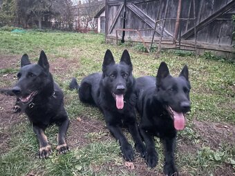 Nemecký ovčiak - 2