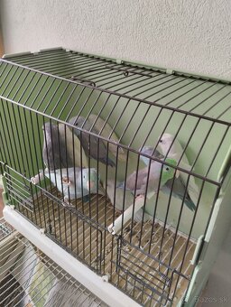 Predám Forpusi a Pyruru zelenolica - 2