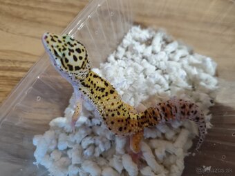 Gekoncik nočný a terária - 2
