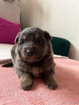 Predám šteniatka - 2