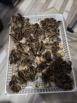 Prepelice Texas a Faraón Jumbo - 2