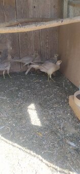 Bažant zlatožltý - 2