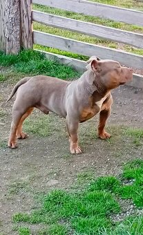 American bully pocket - 2
