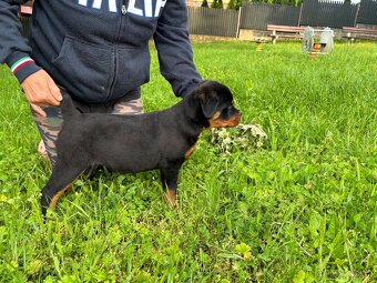 Rottweiler, rtw, rotvajler - 2