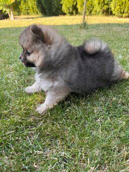 Špic Pomeranian fenka - 2