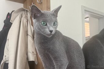 Ruská modrá mačka s PP - 2