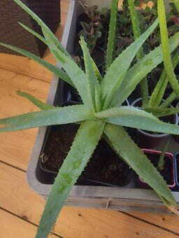 Aloe vera - 2