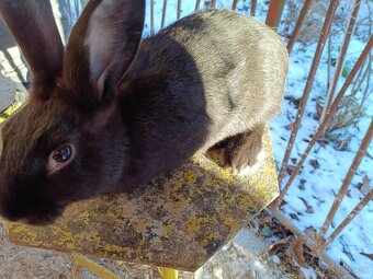 Králik burgunsky x hyla - 2