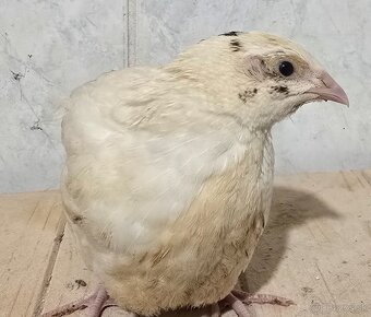 Prepelice japonské sliepky - 2