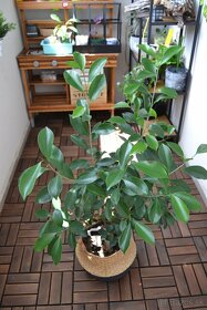 Ficus ginseng 10-15 cm - 2