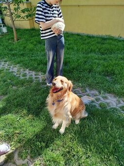 Predám šteniatka zlatého retrievera - 2