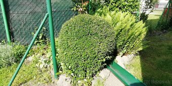 Zemolez/lonicera nitida - 2