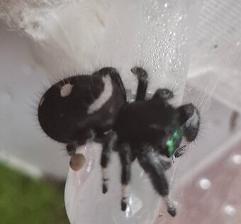 Predám pavúka Phidippus regius „Everglades“ (Skákavka kráľov - 2