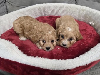 Cavapoo - 2