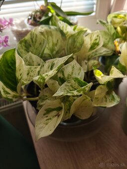 Predám rastlinu Pothos happy leaf - 2