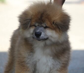 Akita inu - šteniatko psík - 2