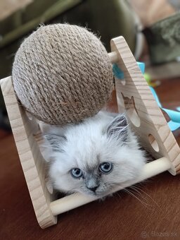 Ragdoll  250€ - 2