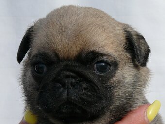 Mops - Štěňátka - 2