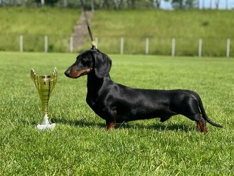 Jazvečík hladkosrstý trp/kr. - 2