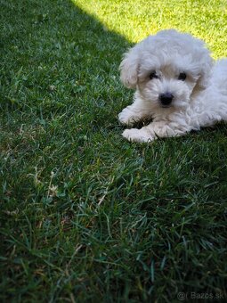 Bischon/bišón/bišon/bison - 2