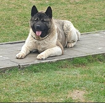 Americka akita - 2