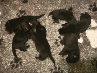 Nemecký ovčiak  s PP - 2