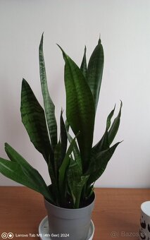 Svokrin jazyk vyšši - 2