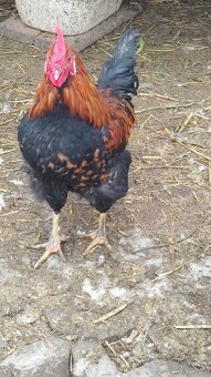 Predam kohuta kohutov - 2