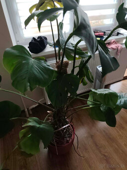 Monstera deliciosa 140 cm - 2