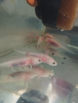 Axolotl Mexický, vodný dráčik - 2