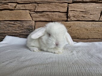 Minilop, zakrslý králik - 2