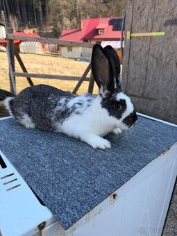 Činčila veľká x Hyla - 2