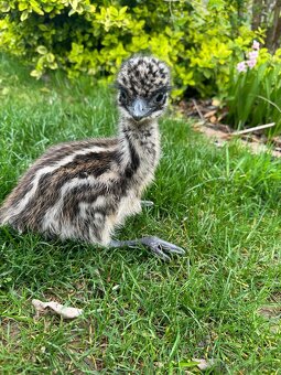 Pštros Emu hnedý - 2