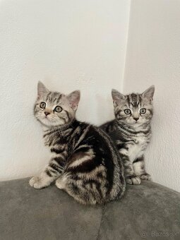 Britské mačiatka - Whiskas - 2