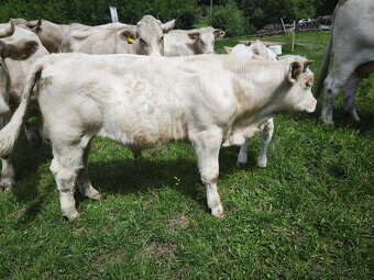 Predam Bykov - Charolais - 2