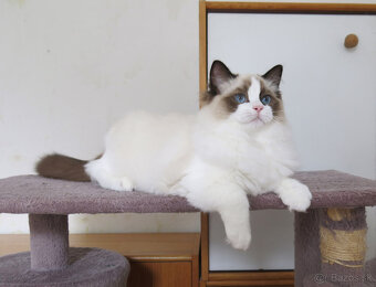 Ragdoll kocourci s průkazem původu k odběru - 2