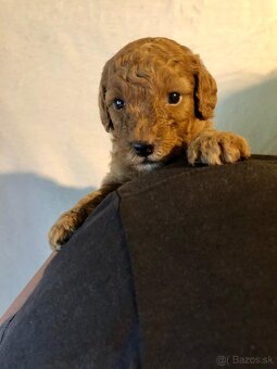Mini goldendoodle - 2