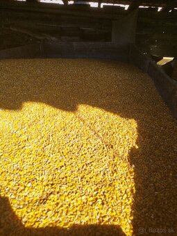 Kukurica - 2