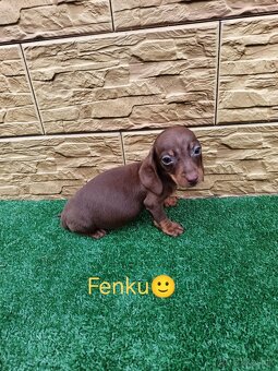 Jazvecìk trpaslici - 2