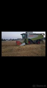 Pšenica kukurica - 2