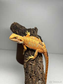 Agama bradatá - samice - 2