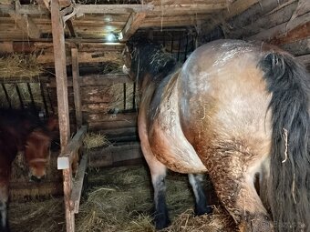 Predám tažnu vysoko žrebnu kobylu - 2