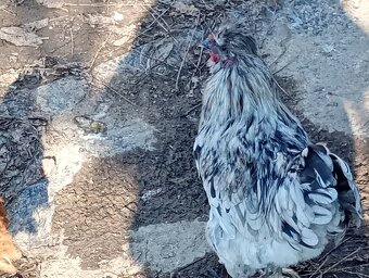 Kohútik hodvaábničky - 2