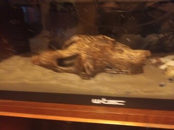 Predavam akvarium koplet ako je na fotke z filtrom ohrevac - 2