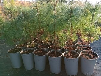 Borovica Rumelská - 2