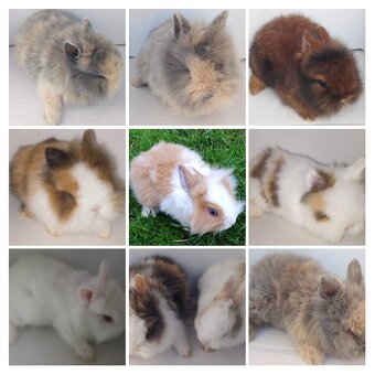 Predám zdrobnelé králiky, - 2