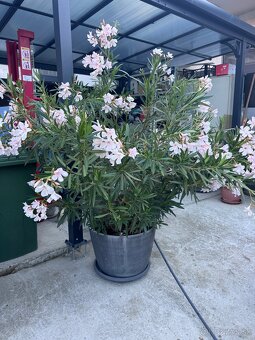 PREDÁM OLEANDRE - 2