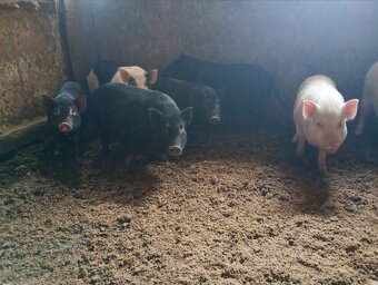 Vietnamské odstavčatá - 2