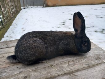 Predám králika - samičku - 2