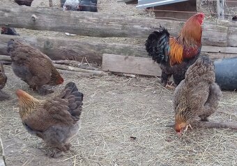 Brahmanka jarabičie NV - 2